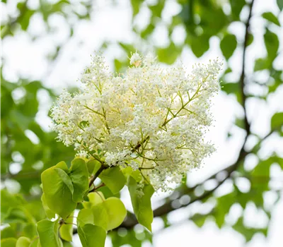 Syringa pekinensis 'China Snow'