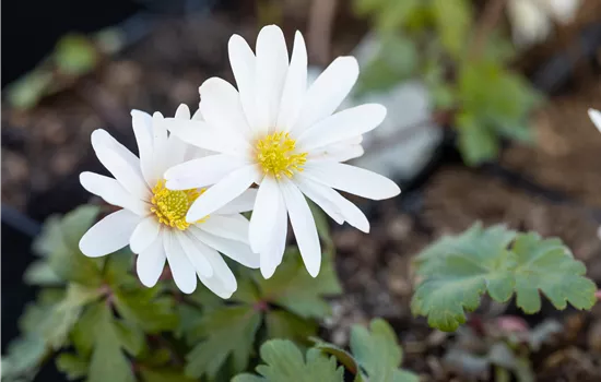 Anemone blanda 'White Splendour'
