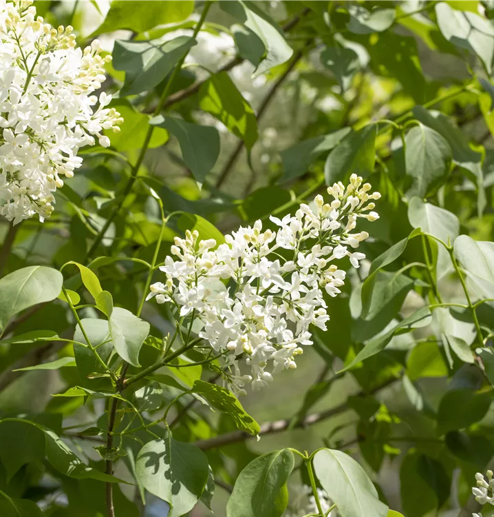 Botan.Flieder 'Agnes Smith'