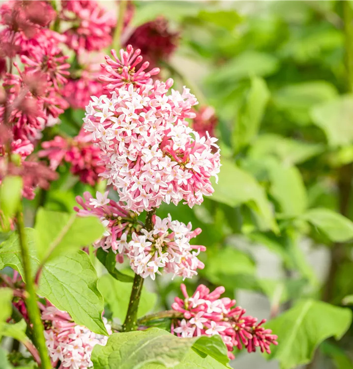 Amerikanischer Flieder 'Miss Canada'