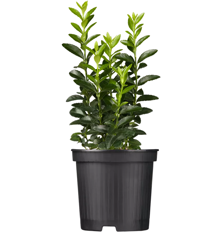 Japanspindel 'Green Spire'