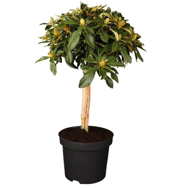 Yaku-Rhododendron 'Golden Torch'