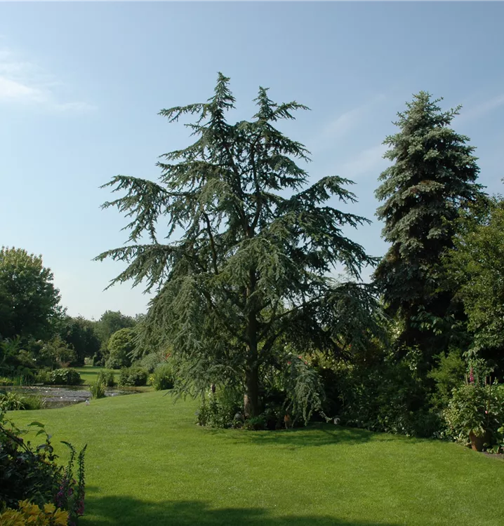 Gold-Himalaya-Zeder 'Aurea'