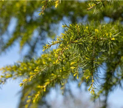 Cedrus deodara 'Aurea'
