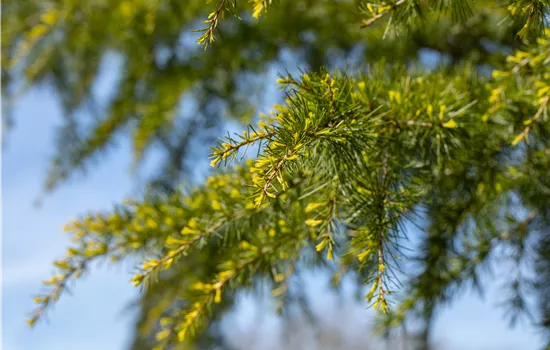 Cedrus deodara 'Aurea'
