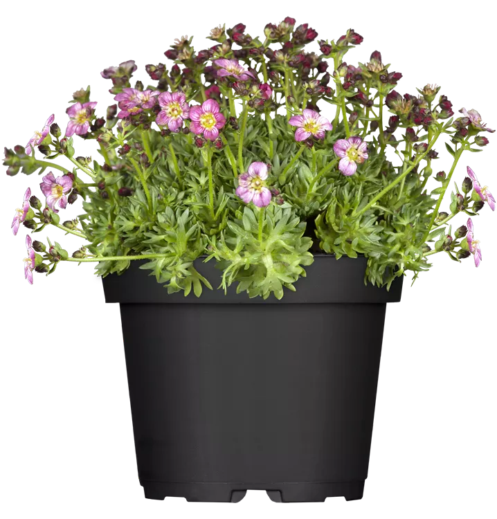 Garten-Moos-Steinbrech 'Peter Pan'