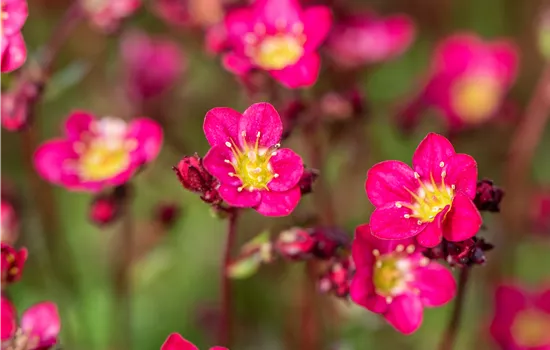 Saxifraga x arendsii 'Peter Pan'
