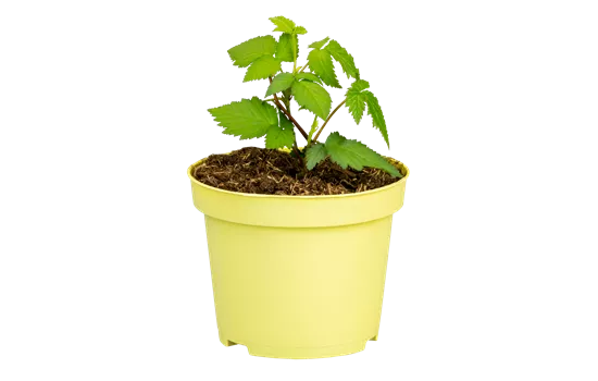 Rubus fruticosus 'Little Black Prince'