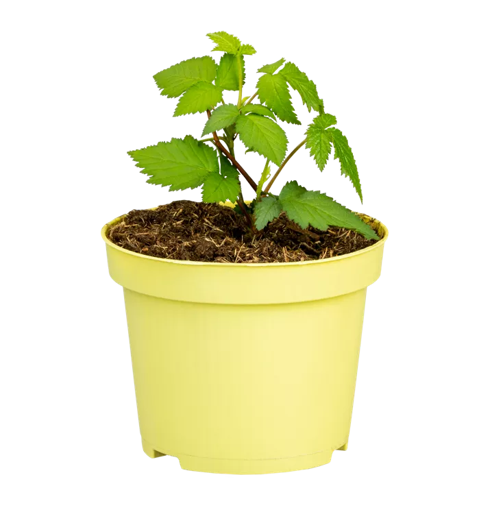 Herbstbrombeere Lowberry® 'Little Black Prince'®