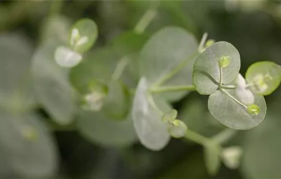 Eucalyptus gunnii