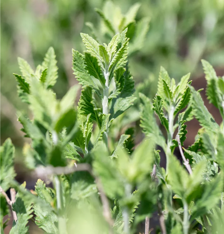 Blauraute 'Prime Time'(s)