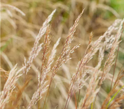 Achnatherum calamagrostis 'Algäu'