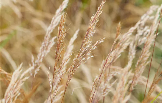 Achnatherum calamagrostis 'Algäu'