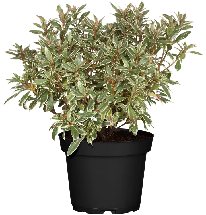 Japanische Azalee 'Silver Sword'