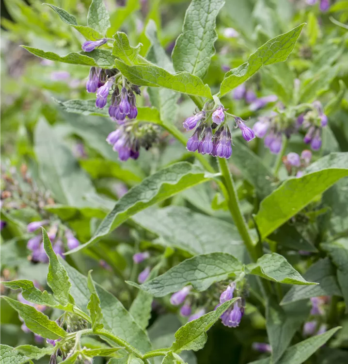 Gewöhnlicher Beinwell