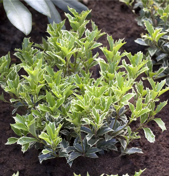 Stachelblättrige Duftblüte