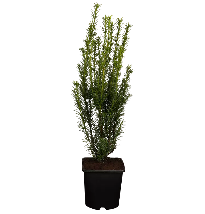 Becher-Eibe 'Groenland'