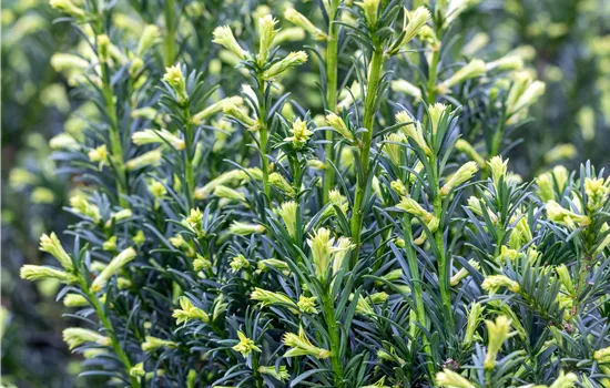 Taxus media 'Groenland'