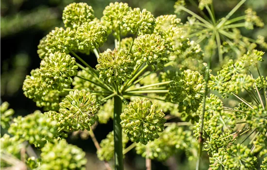 Angelica archangelica