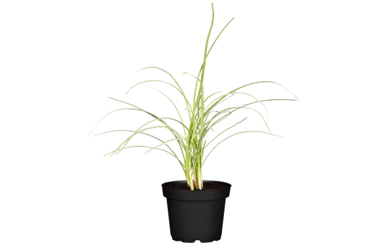 Cymbopogon citratus