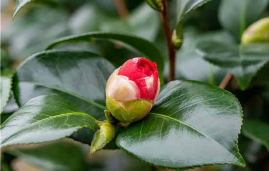 Camellia i.S.