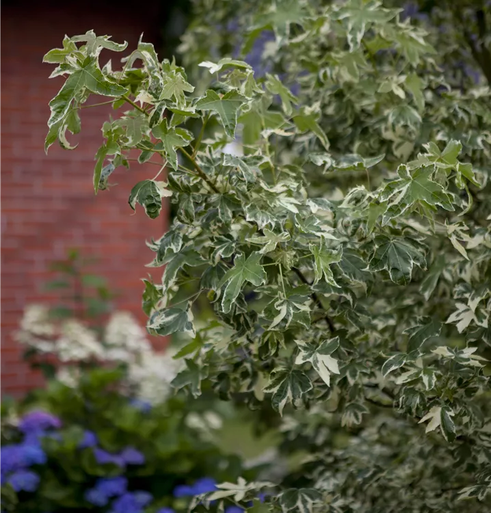 Buntlaubiger Amberbaum