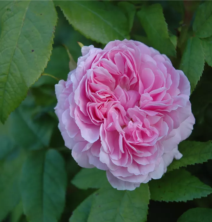 Parkrose 'Jacques Cartier'