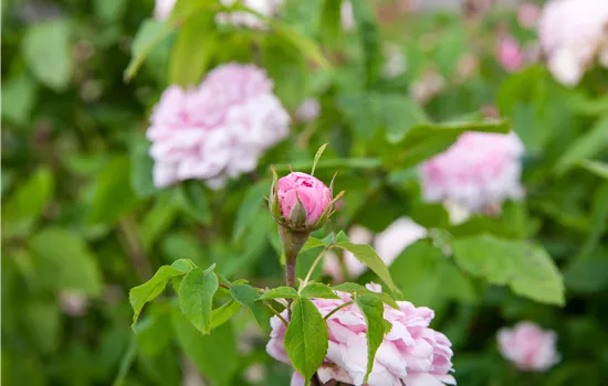 Rosa 'Jacques Cartier' STR