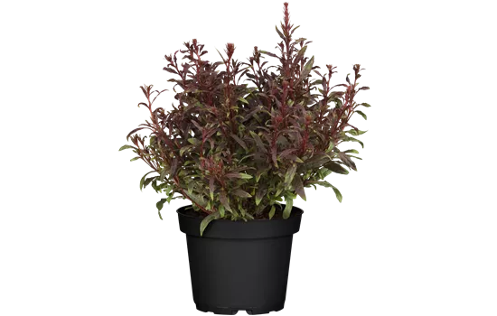 Gaura lindheimeri 'Gaudi Red' -R-