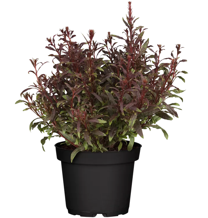 Garten-Prachtkerze 'Gaudi Red'