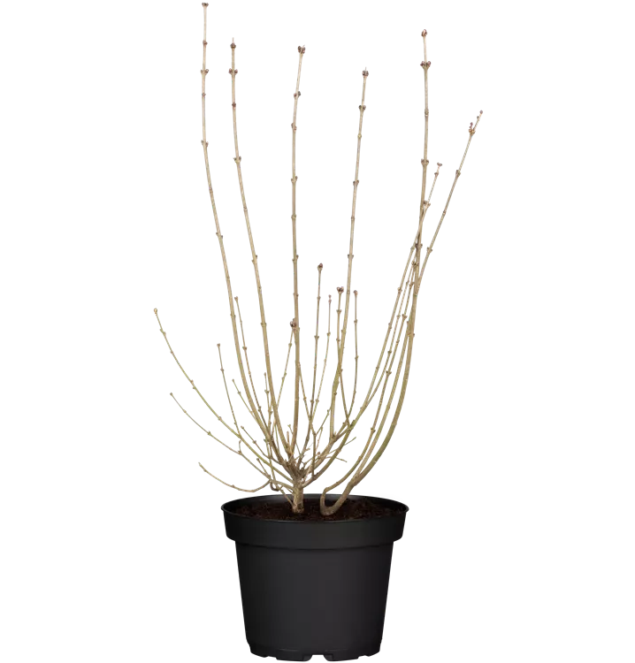 Meyer's Flieder 'Red Pixie'