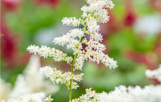 Astilbe japonica 'Deutschland'