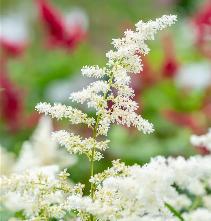 Garten-Prachtspiere 'Deutschland'