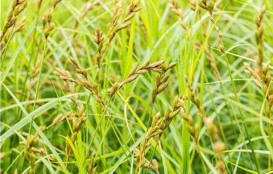 Carex sylvatica