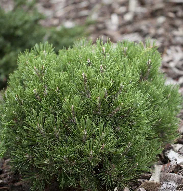 Haken-Kiefer 'Heideperle'