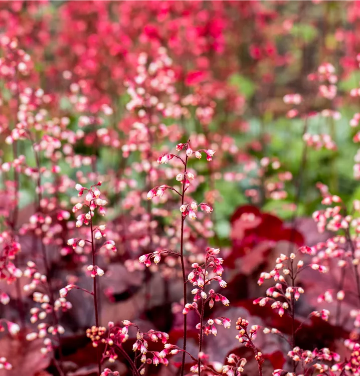 Kleinblütiges Silberglöckchen