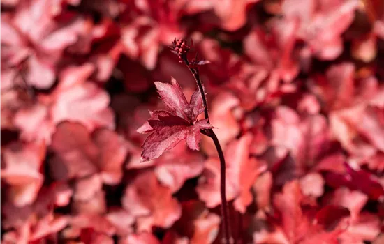 Heuchera micrantha 'Fire Chief' -R-