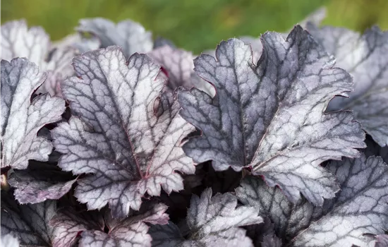 Heuchera micrantha 'Plum Pudding' -R-