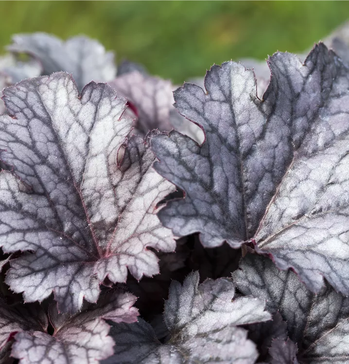 Garten-Silberglöckchen 'Plum Pudding'®