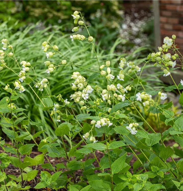 Leimkraut 'Weißkehlchen'