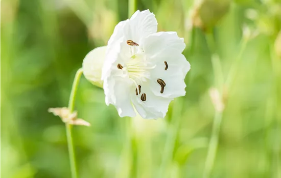 Silene uniflora 'Weißkehlchen'