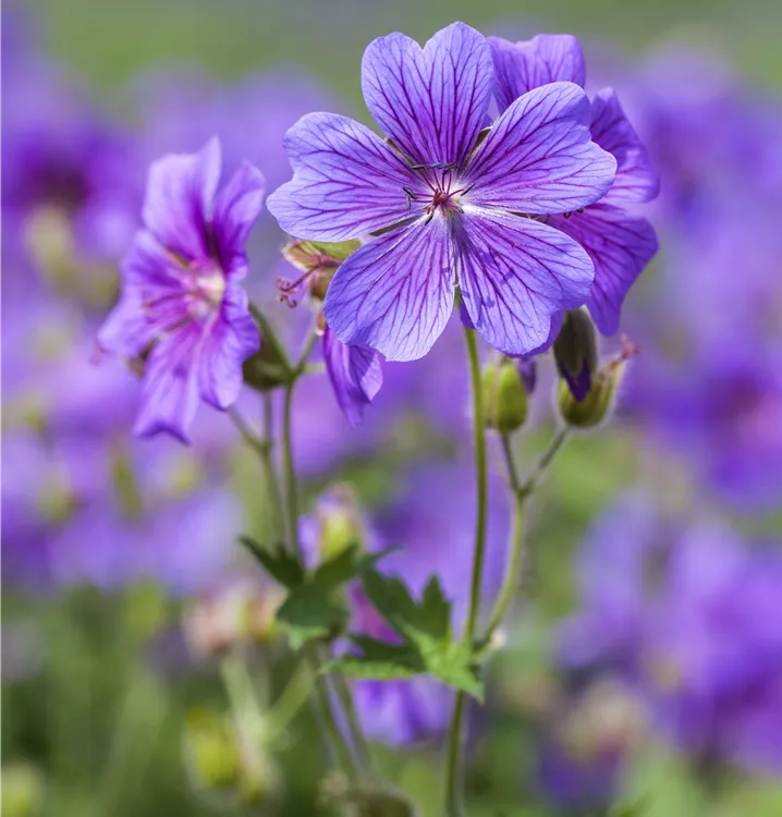 Behaarter Garten-Storchschnabel 'Vital'