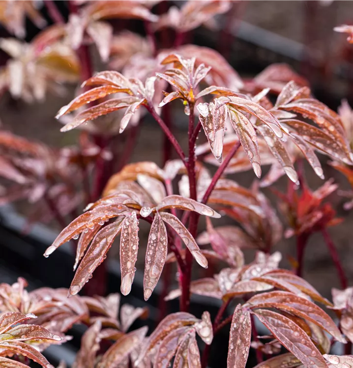 Garten-Pfingstrose 'Karl Rosenfield'