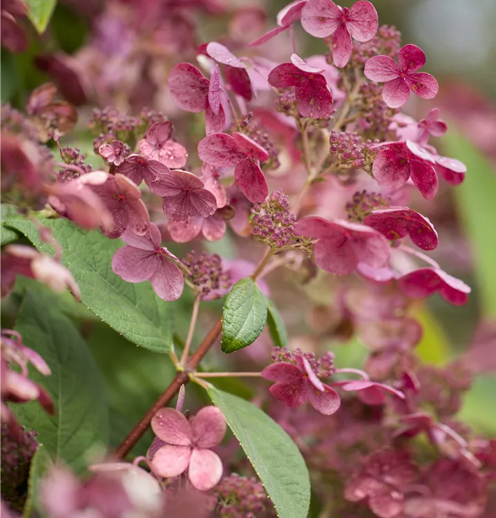 Rispenhortensie 'Early Sensation'®
