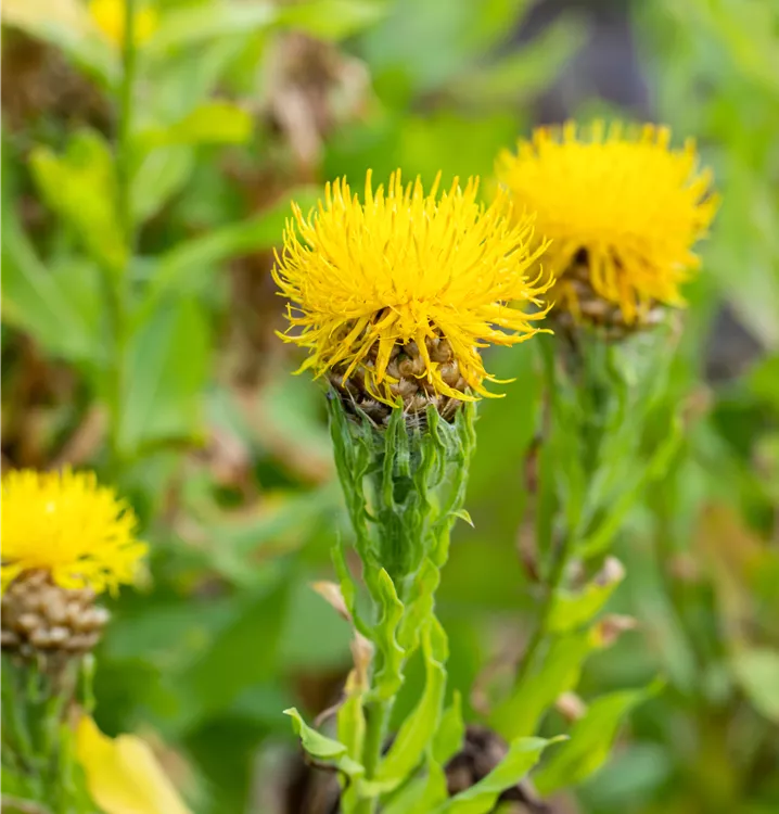 Gelbblühende Riesen-Flockenblume