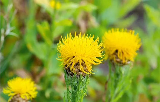 Centaurea macrocephala