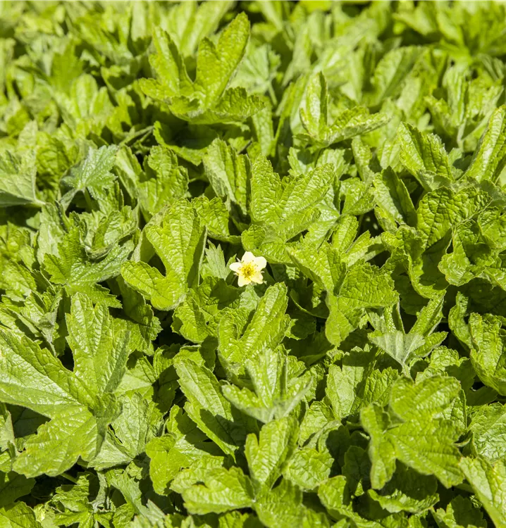Nelkenwurzähnliche Waldsteinie