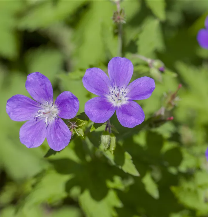 Garten-Storchschnabel 'Mayflower'