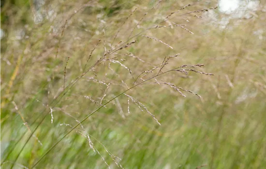 Molinia arundinacea 'Transparent'