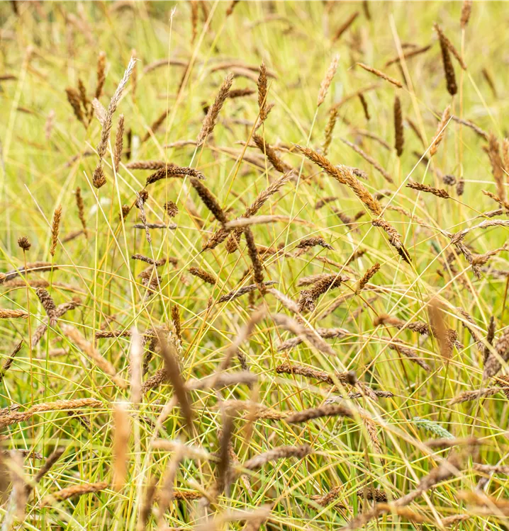 Nest-Blaugras